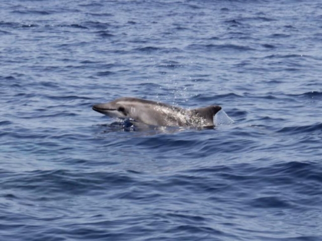  Golfinho com o nariz empinado 